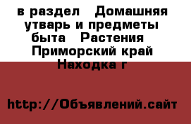  в раздел : Домашняя утварь и предметы быта » Растения . Приморский край,Находка г.
